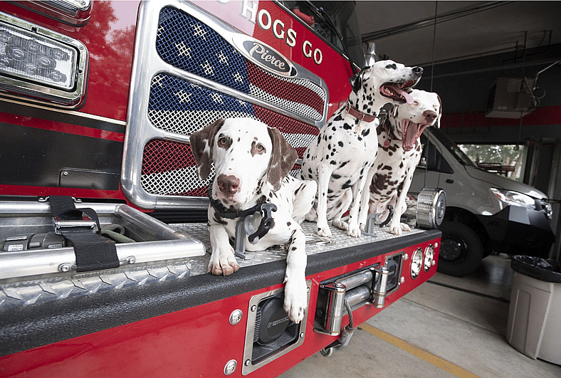 The Spotted Guardians of the Fireline: Dalmatians and the Origins of a Fiery Tradition